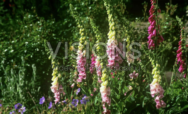 Digitalis purpurea