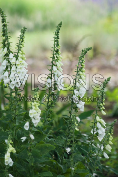 Digitalis purpurea albiflora