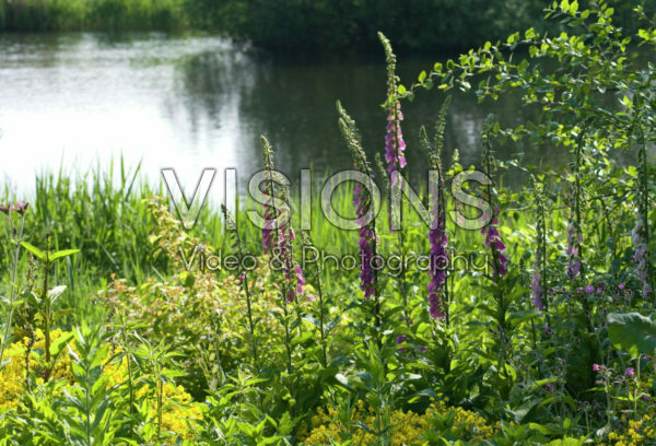 Digitalis purpurea