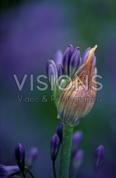 Agapanthus Loch Hope