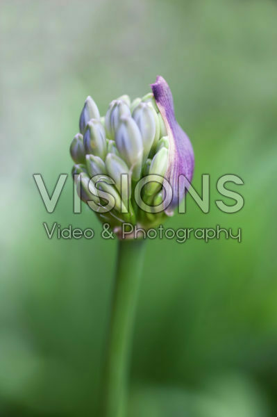 Agapanthus