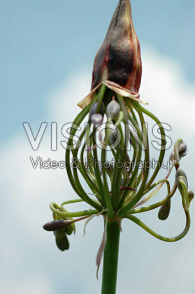 Agapanthus africanus