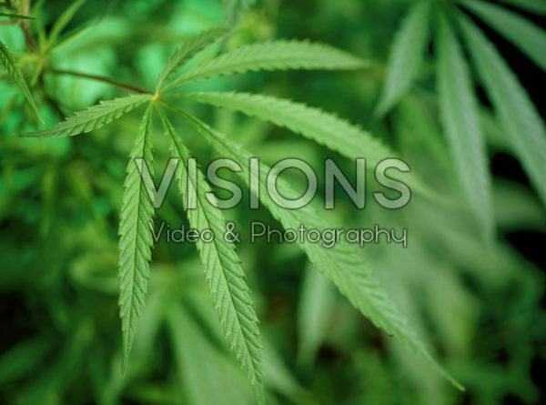 Cannabis sativia Cannabis sativia