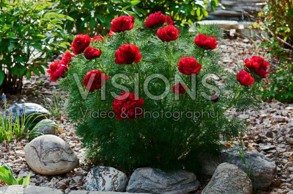 Paeonia tenuifolia Rubra Flora Plena Paeonia tenuifolia Rubra Flora Plena