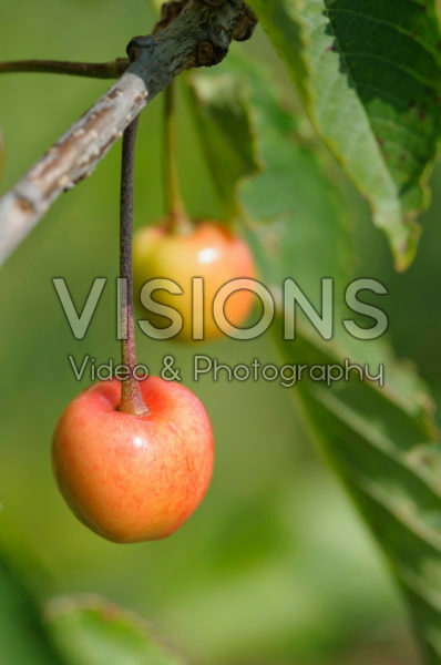 Prunus avium Colney