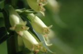 Digitalis lutea