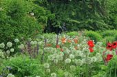 Perennials mixed