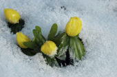 Eranthis hyemalis in de sneeuw