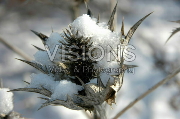 Besneeuwde Eryngium giganteum