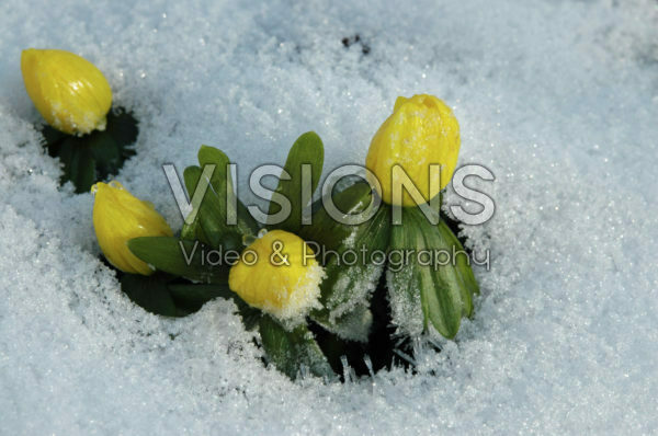 Eranthis hyemalis in de sneeuw