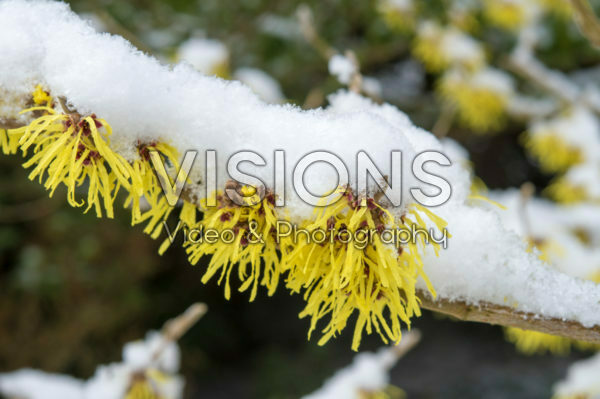 Besneeuwde Hamamelis x intermedia Pallida Besneeuwde Hamamelis x intermedia Pallida