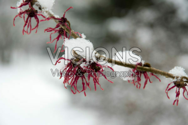 Besneeuwde Hamamelis x intermedia Birgit Besneeuwde Hamamelis x intermedia Birgit