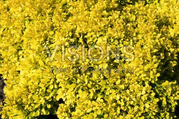 Berberis thunbergii Tiny Gold® Berberis thunbergii Tiny Gold®