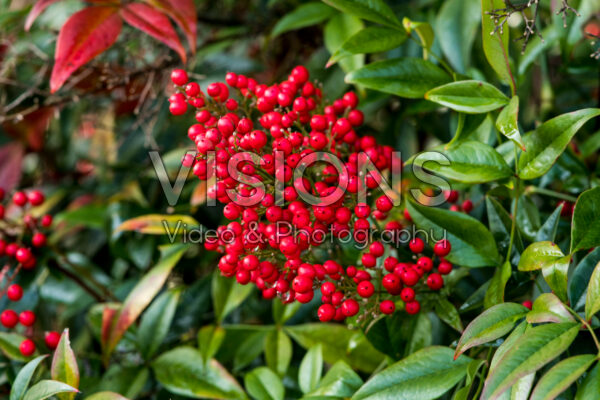 Nandina domestica Richmond Nandina domestica Richmond