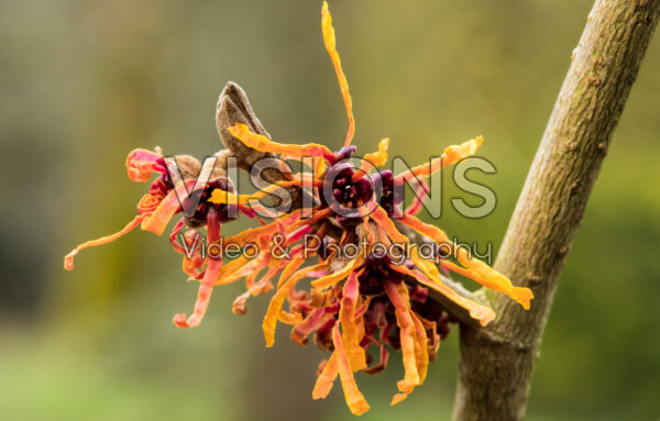Hamamelis x intermedia Aphrodite Hamamelis x intermedia Aphrodite