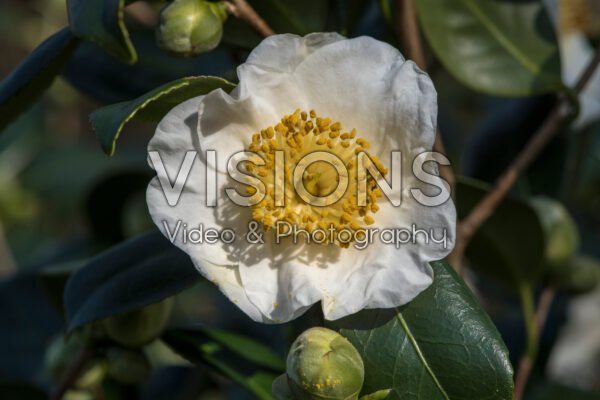 Camellia japonica Alba Simplex Camellia japonica Alba Simplex
