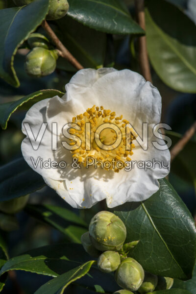 Camellia japonica Alba Simplex Camellia japonica Alba Simplex