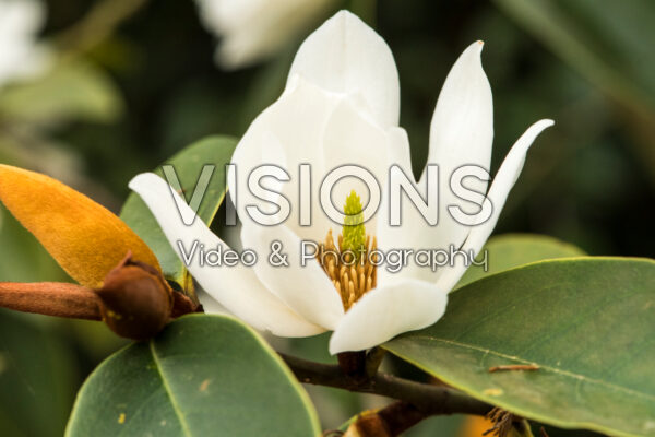 Magnolia Fairy Magnolia Cream Magnolia Fairy Magnolia Cream