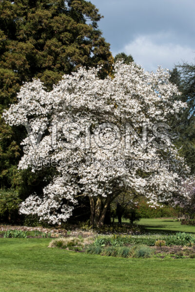 Magnolia Norman Gould Magnolia Norman Gould