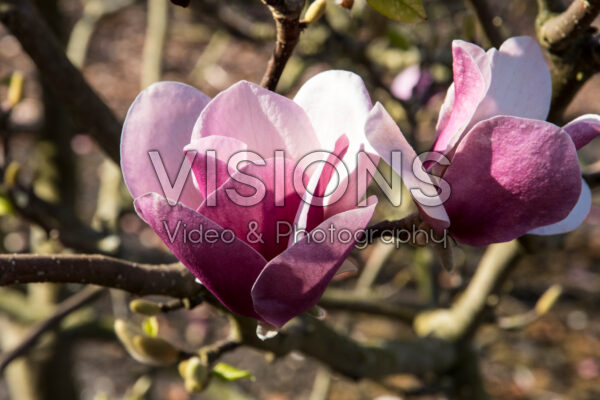Magnolia Cameo Magnolia Cameo