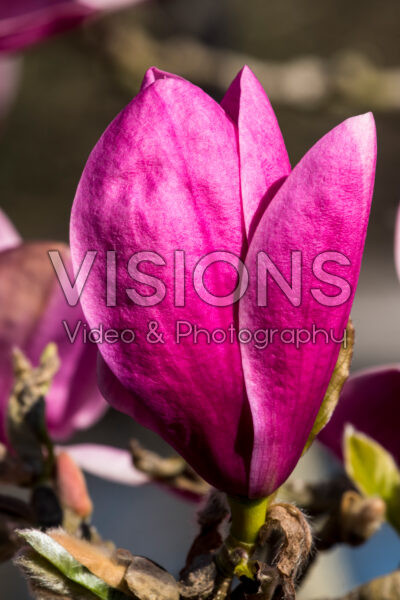 Magnolia Royal Purple Magnolia Royal Purple