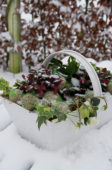 Bevroren winter container