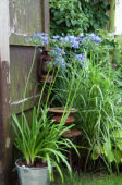 Summer garden