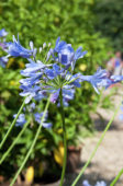 Agapanthus africanus L. Hoffmans