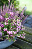 Gaultheria mucronata, Calluna vulgaris Lianne