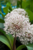 Allium karataviense