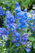 Delphinium Magic Fountains