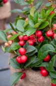 Gaultheria procumbens