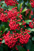 Skimmia japonica Pabella