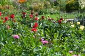 Summer garden