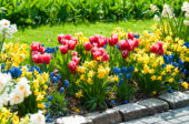 Spring border mixed
