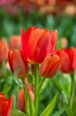 Tulipa Multi Orange Design