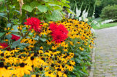 Rudbeckia border