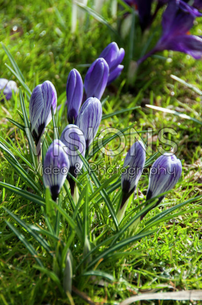 Crocus vernus Pickwick