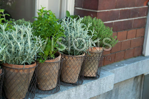 Herbs collection on window sill