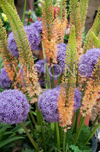 Summer bouquet Summer bouquet