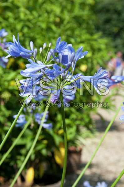 Agapanthus africanus L. Hoffmans