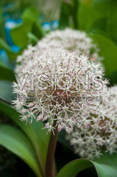 Allium karataviense Allium karataviense