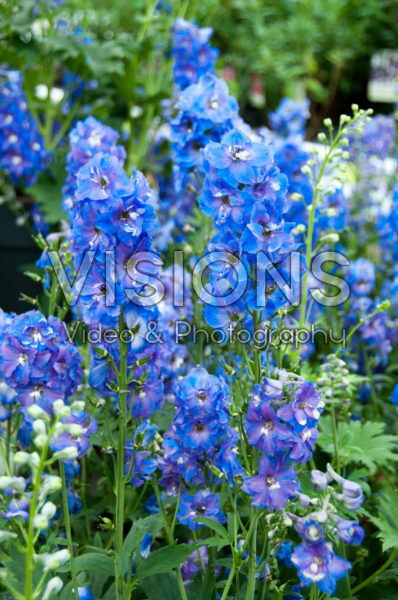 Delphinium Magic Fountains