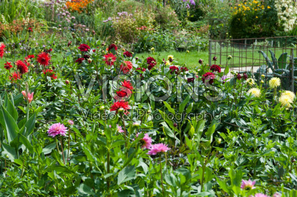 Summer garden Summer garden