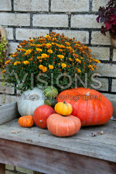 Chrysanthemum with pumpkins