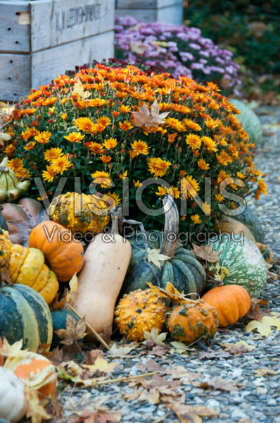 Chrysanthemum with pumpkins