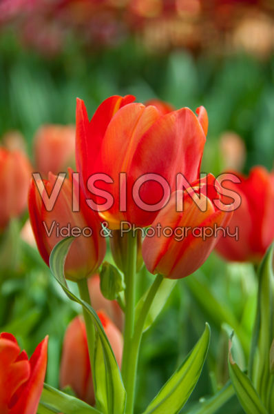 Tulipa Multi Orange Design