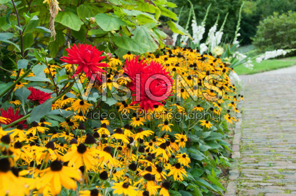 Rudbeckia border