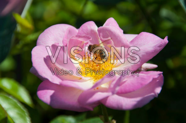 BEE FRIENDLY