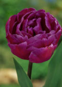 Tulipa Blue Diamond